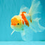 SUPER CUTE Kohaku Oranda Female 5.5 inches #090426OR_16