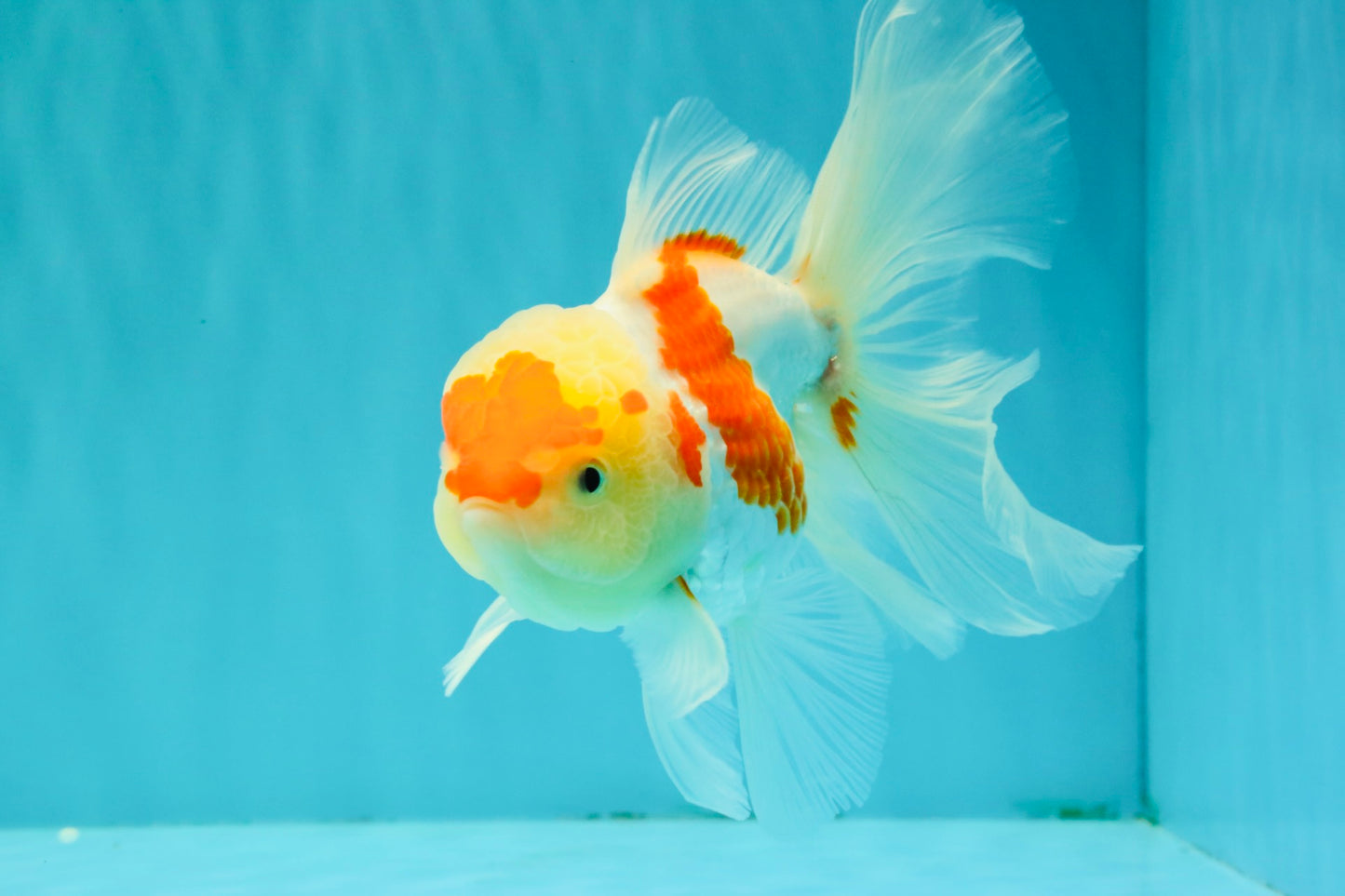 SUPER CUTE Kohaku Oranda Female 5.5 inches #090426OR_16