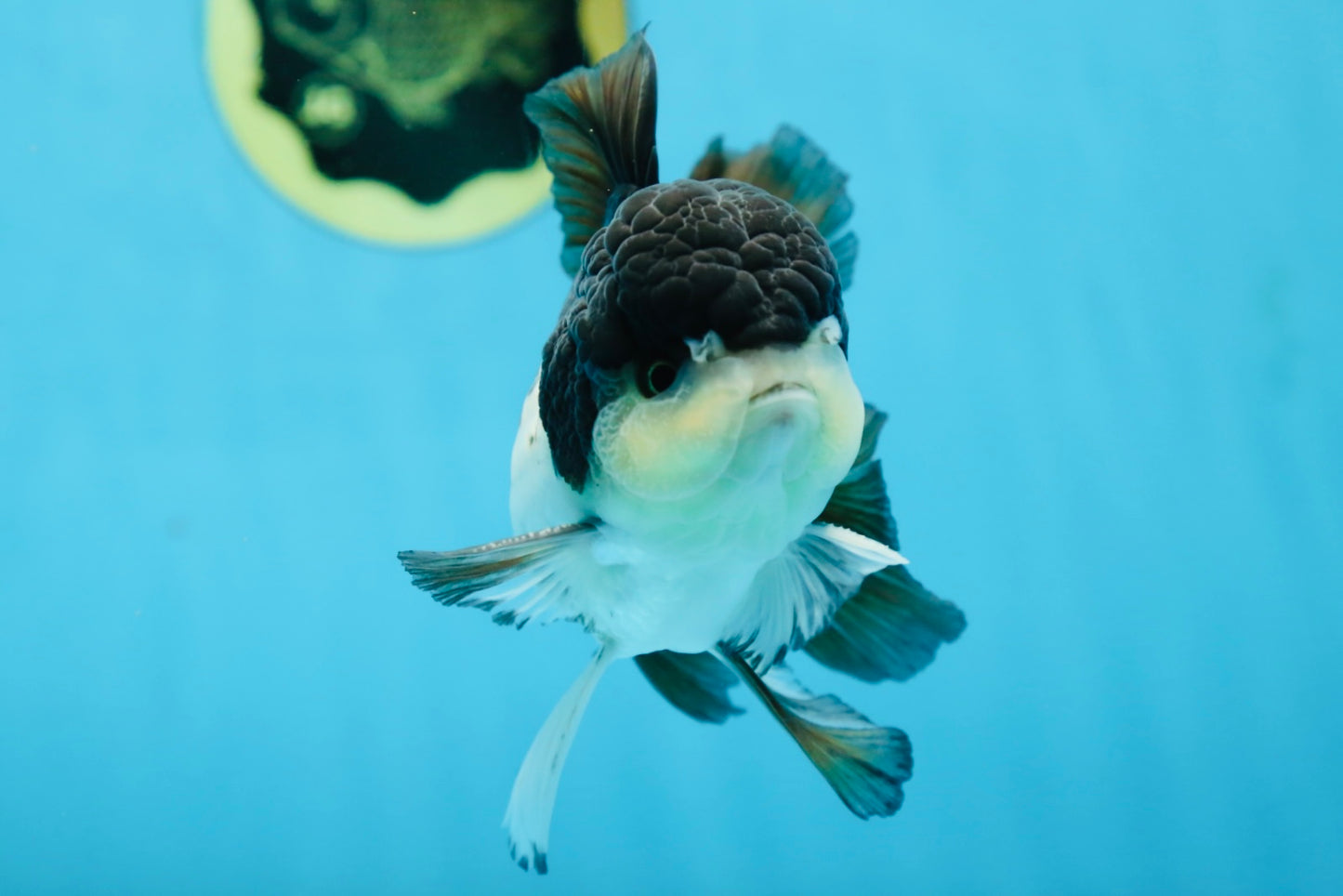 A Grade Panda Button Eyes Oranda Male 5 inches #080825OR_02