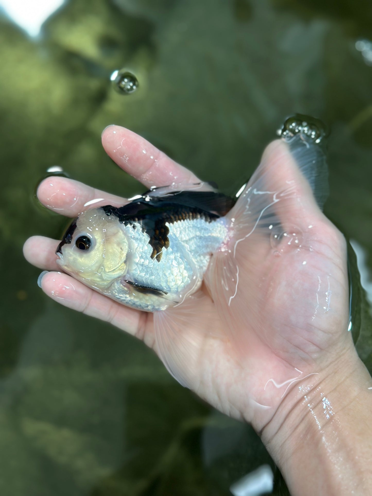 A Grade Panda Button Eyes Oranda Male 5 inches #010325OR_11