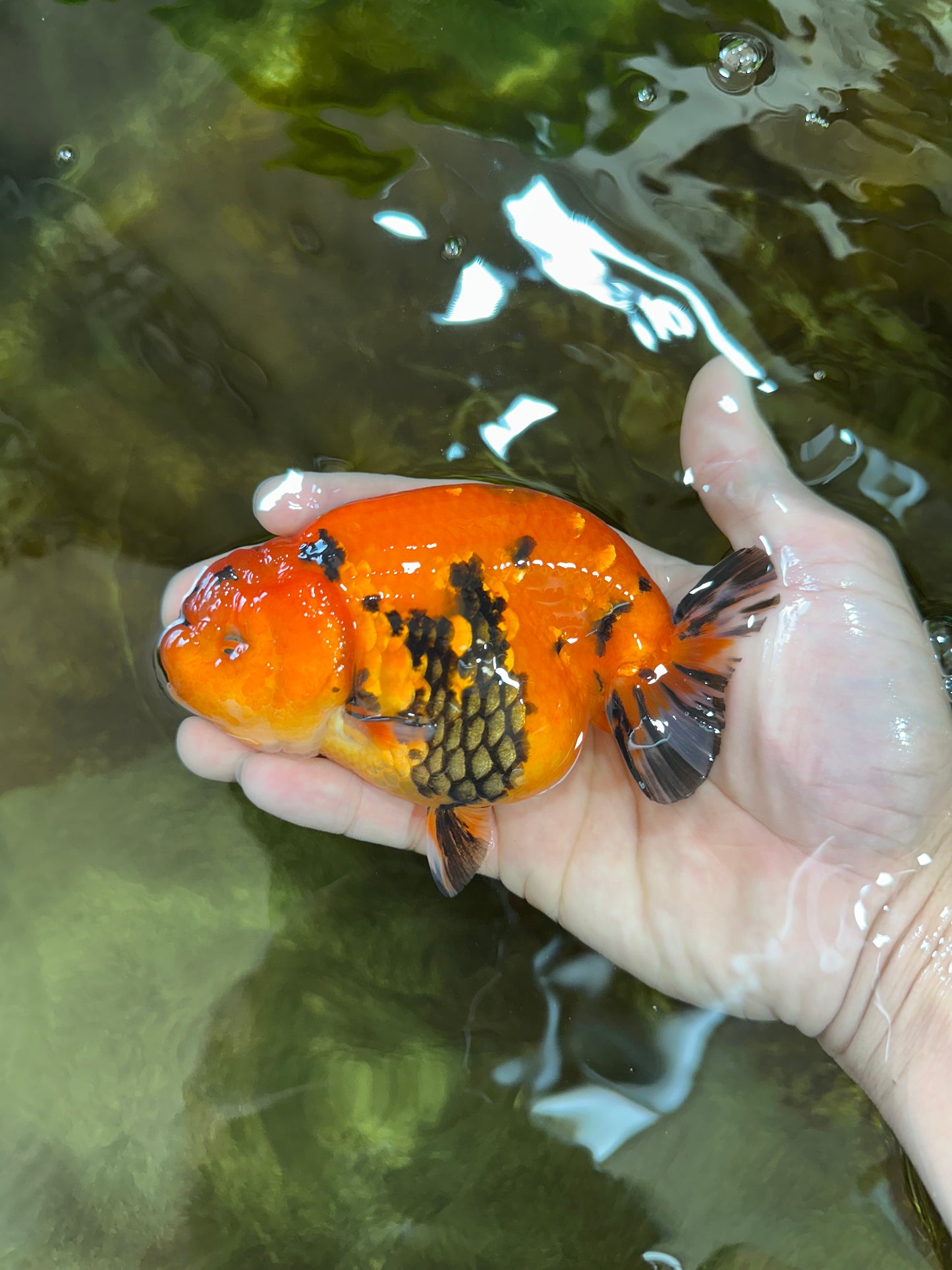 AAA Grade Tiger LionQueen 4.5 inches #053025LC_04