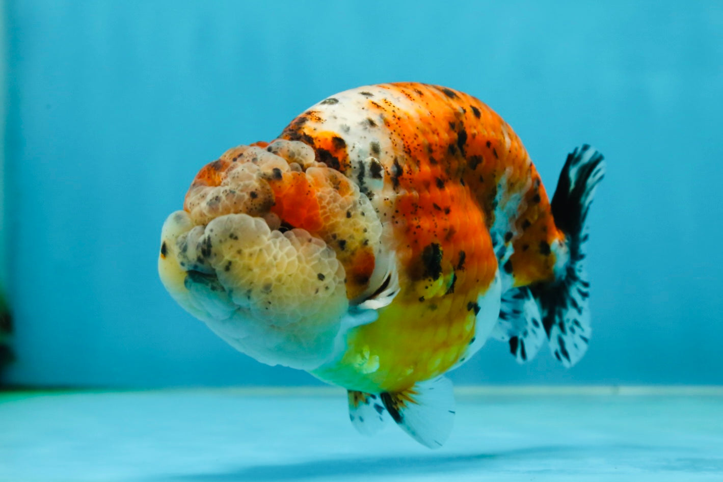 AAA Grade Calico LionKing 4.5-5 inches #050925LC_03