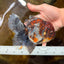 A Grade Kirin Oranda Female 6 inches #110725OR_03