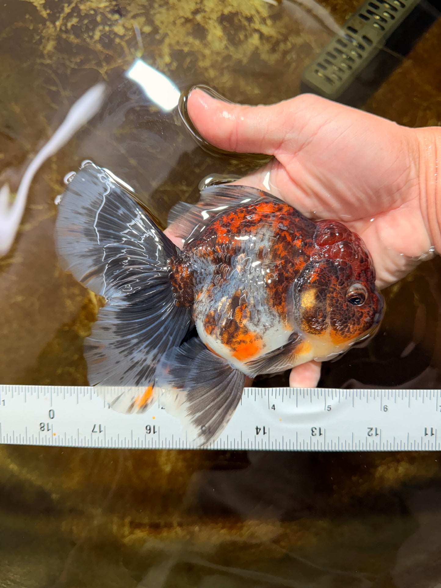 A Grade Kirin Oranda Female 6 inches #110725OR_03