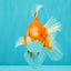A Grade Red White Oranda Male 5.5-6 inches #070626OR_07