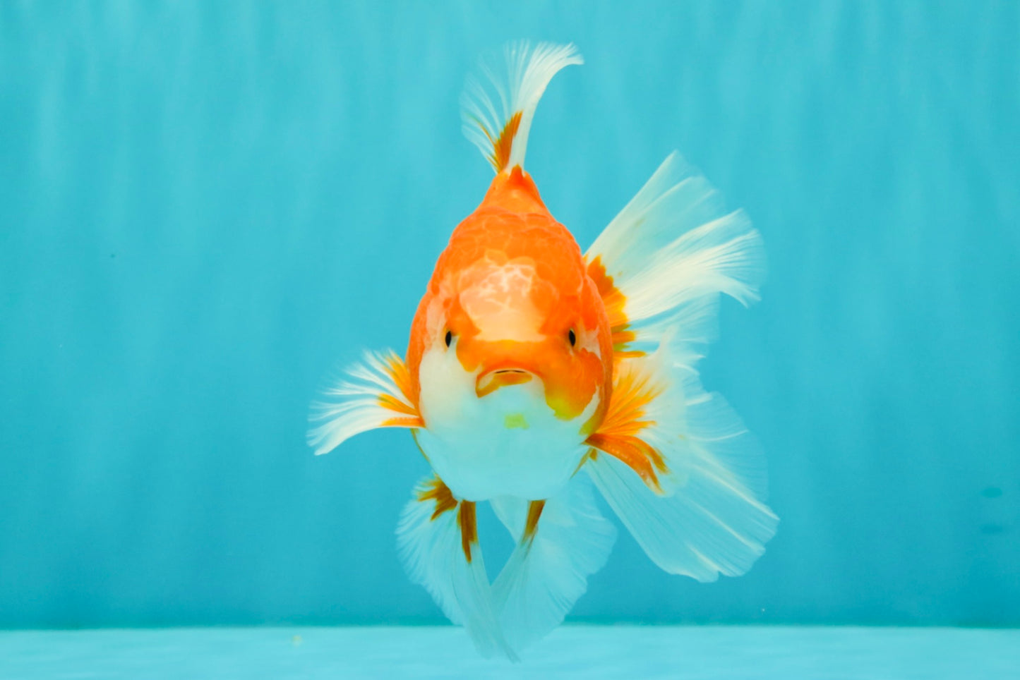 A Grade Red White Oranda Male 5.5-6 inches #070626OR_07