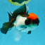 Red Head Tricolor Oranda Male 4.5-5 inches #032726OR_09