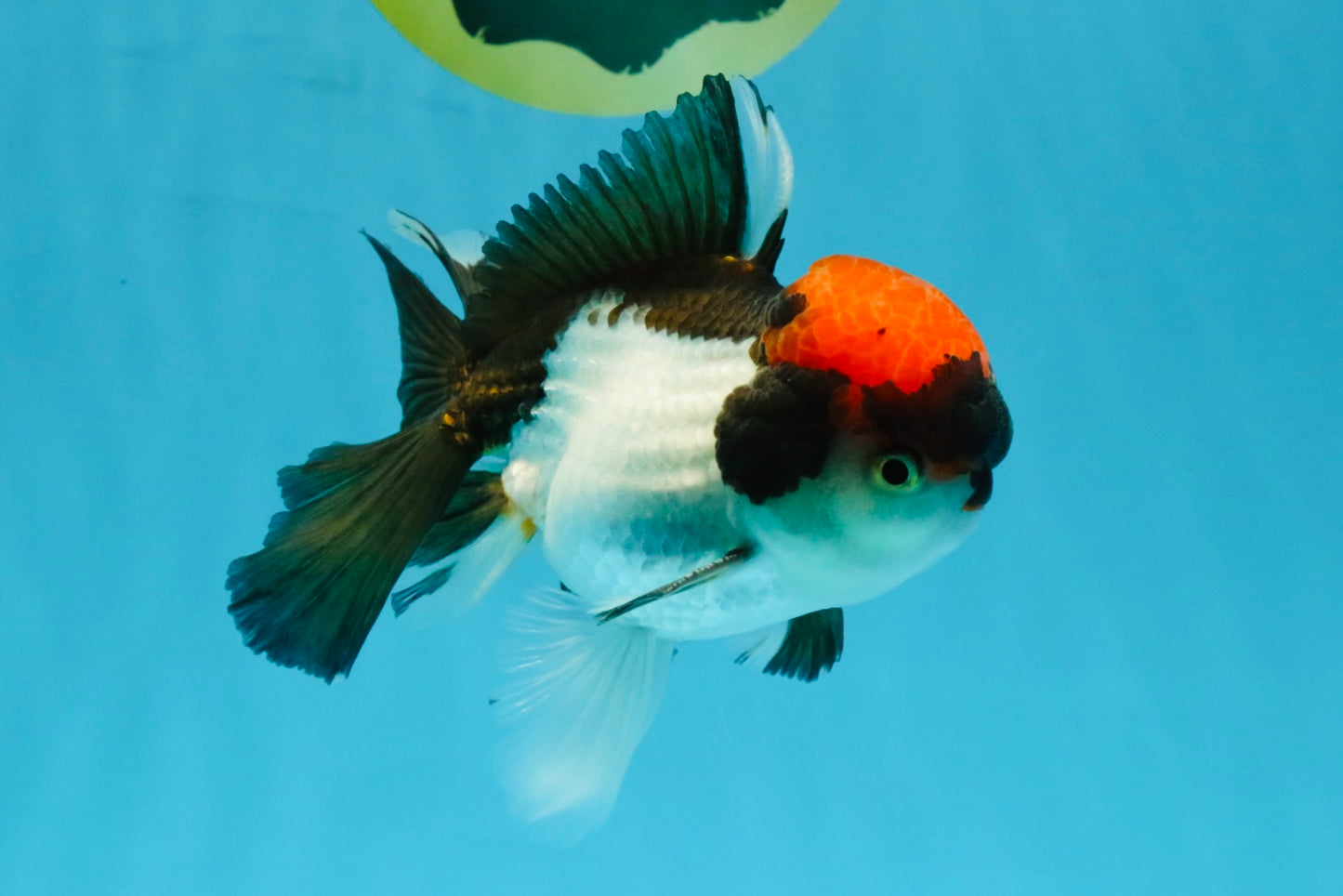 Red Head Tricolor Oranda Male 4.5-5 inches #032726OR_09