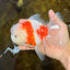 LOVELY A Grade Sakura Oranda Female 5.5 inches #102425OR_23