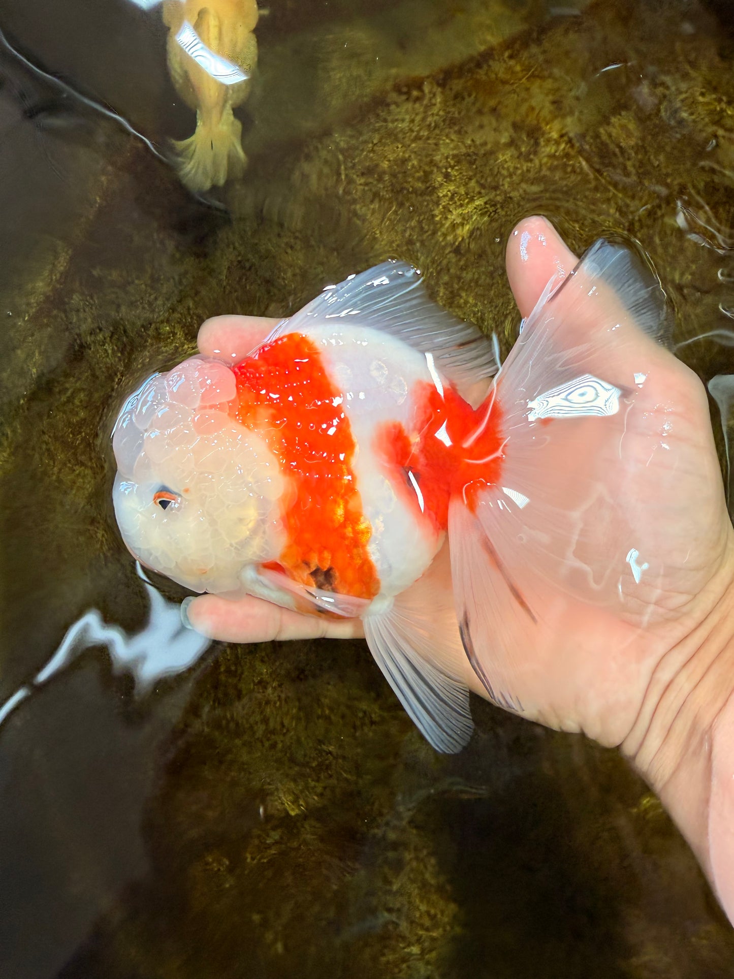 LOVELY A Grade Sakura Oranda Female 5.5 inches #102425OR_23