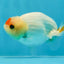 Red White Button Eyes Lionchu Male 3.5 inches #0927LC_08