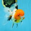 Tricolor Oranda Female 5-5.5 inches #070425OR_20