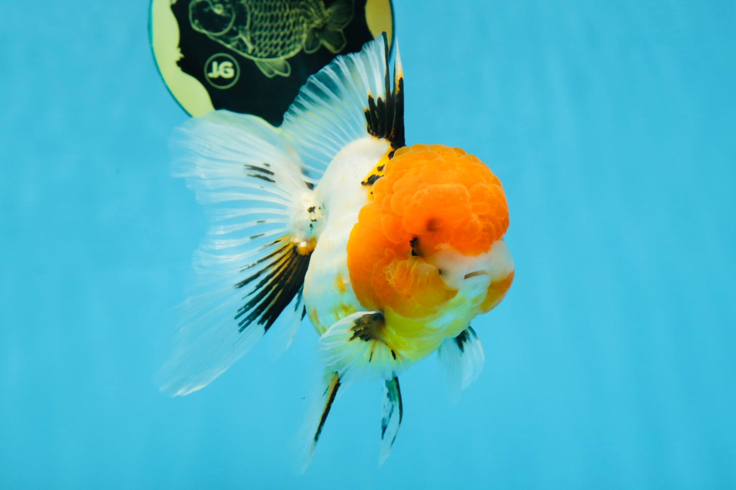 Tricolor Oranda Female 5-5.5 inches #070425OR_20