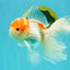 A Grade Red White Oranda Male 5-5.5 inches #102326OR_22