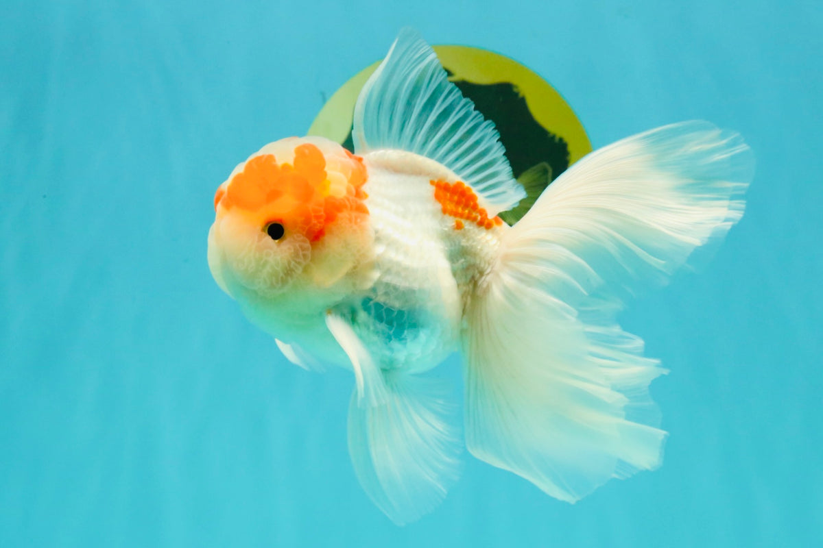 A Grade Red White Oranda Male 5-5.5 inches #102326OR_22