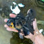 A Grade Black Oranda Male 5.5-6 inches #071125OR_13