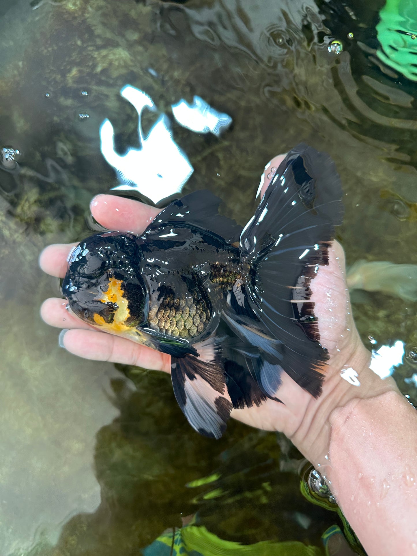 A Grade Black Oranda Male 5.5-6 inches #071125OR_13