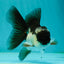 Panda Oranda Male 3.5-4 inches #110124OR_11