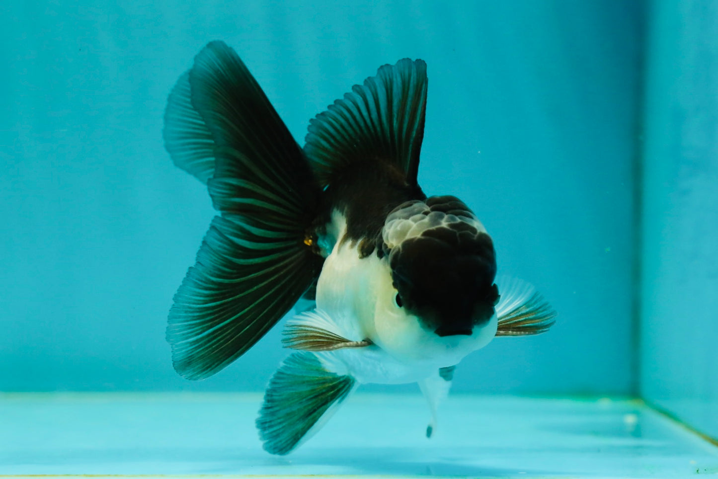 Panda Oranda Male 3.5-4 inches #110124OR_11