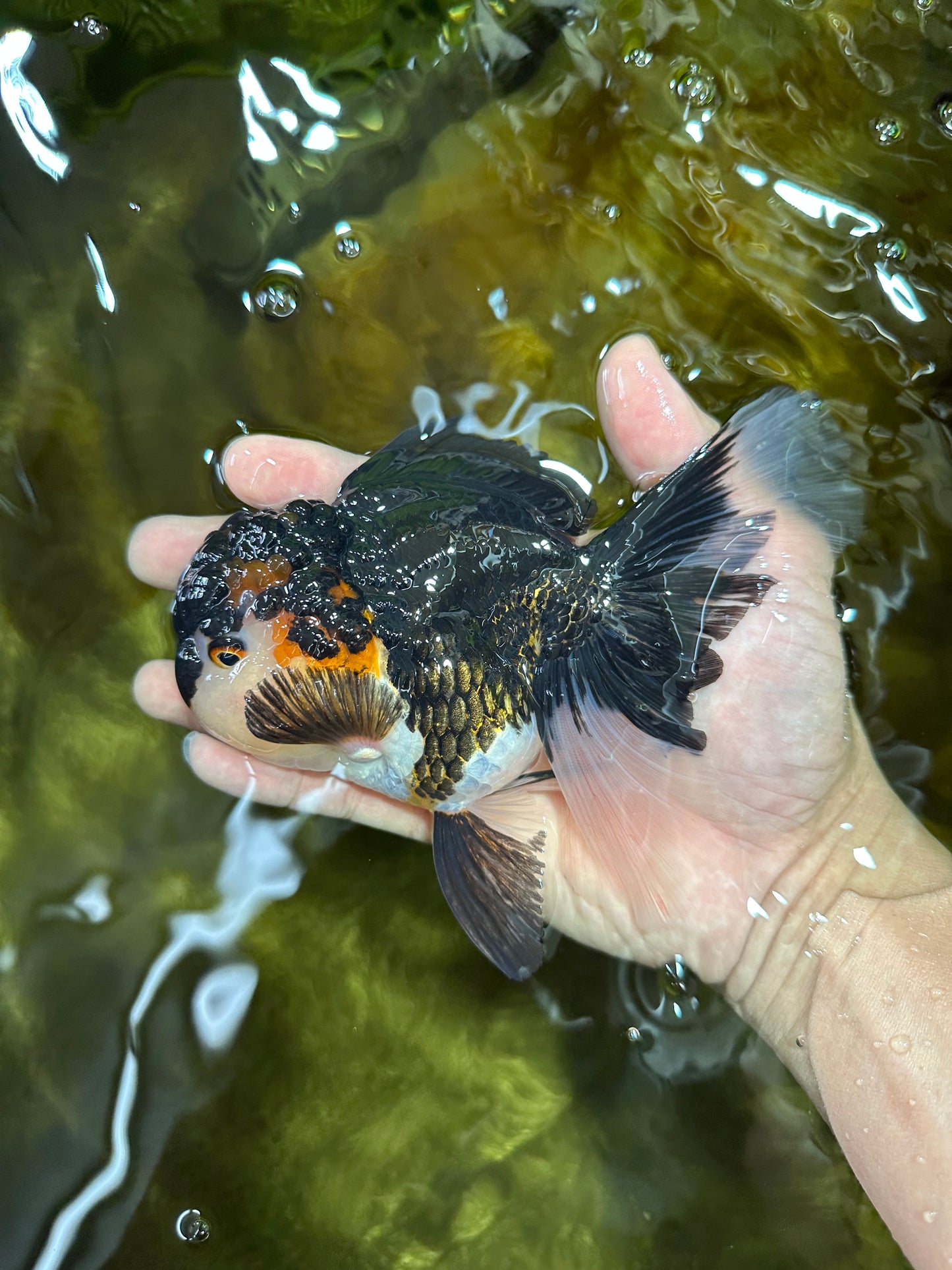 Chubby Cheek Tricolor Oranda Male 5.5 inches #053025OR_31