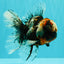 A Grade Real Calico Oranda Male 5.5 inches #062626OR_32