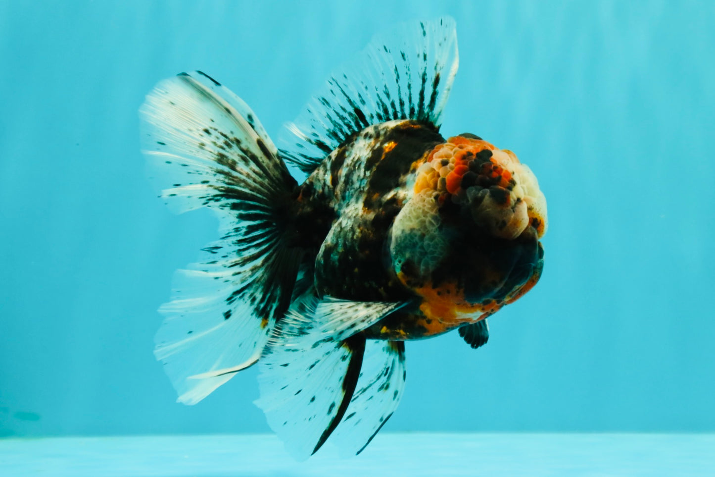 A Grade Real Calico Oranda Male 5.5 inches #062626OR_32