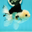 A Grade Tricolor Oranda Male 5.5 inches #111524OR_20