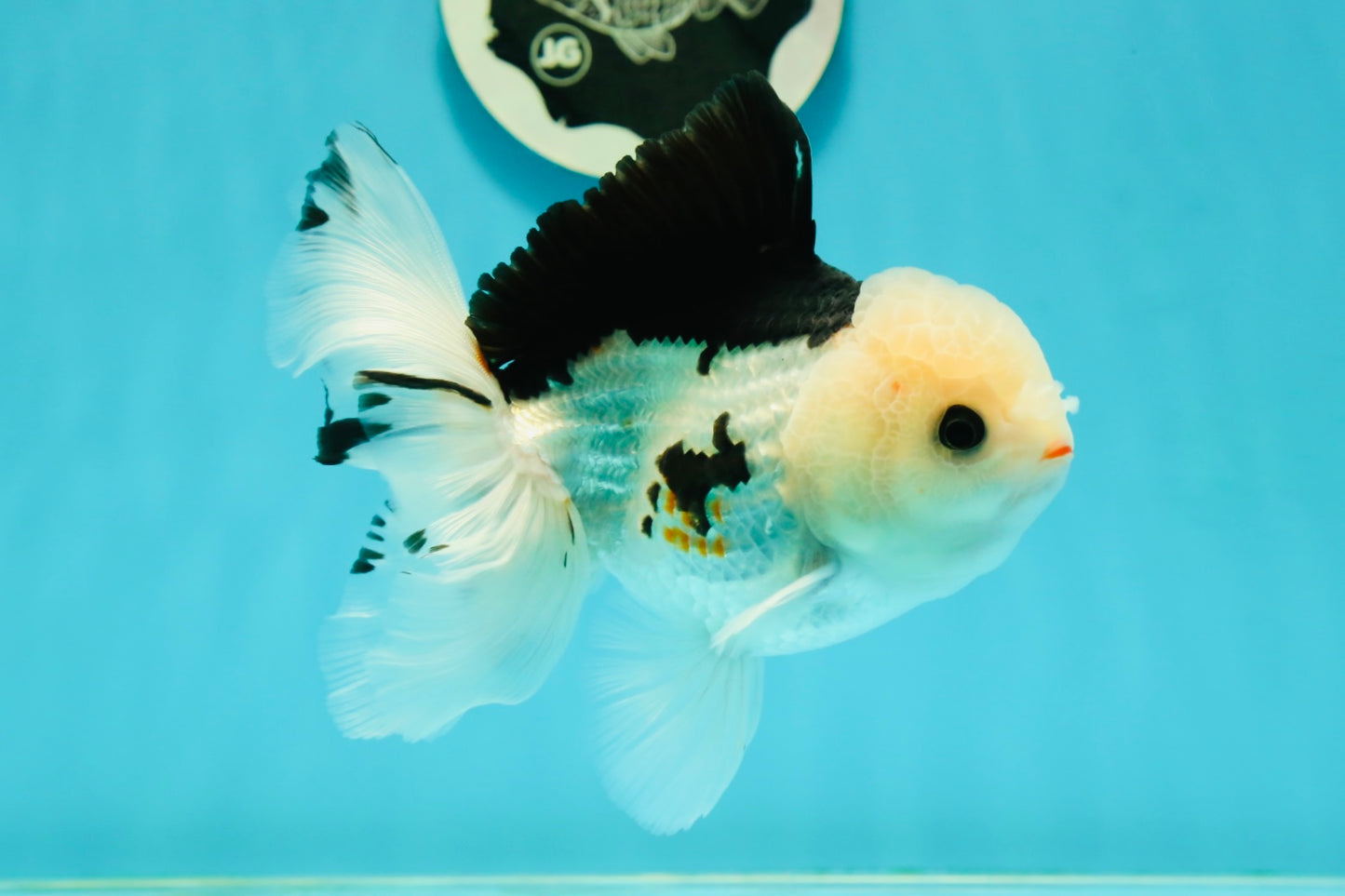 A Grade Tricolor Oranda Male 5.5 inches #111524OR_20