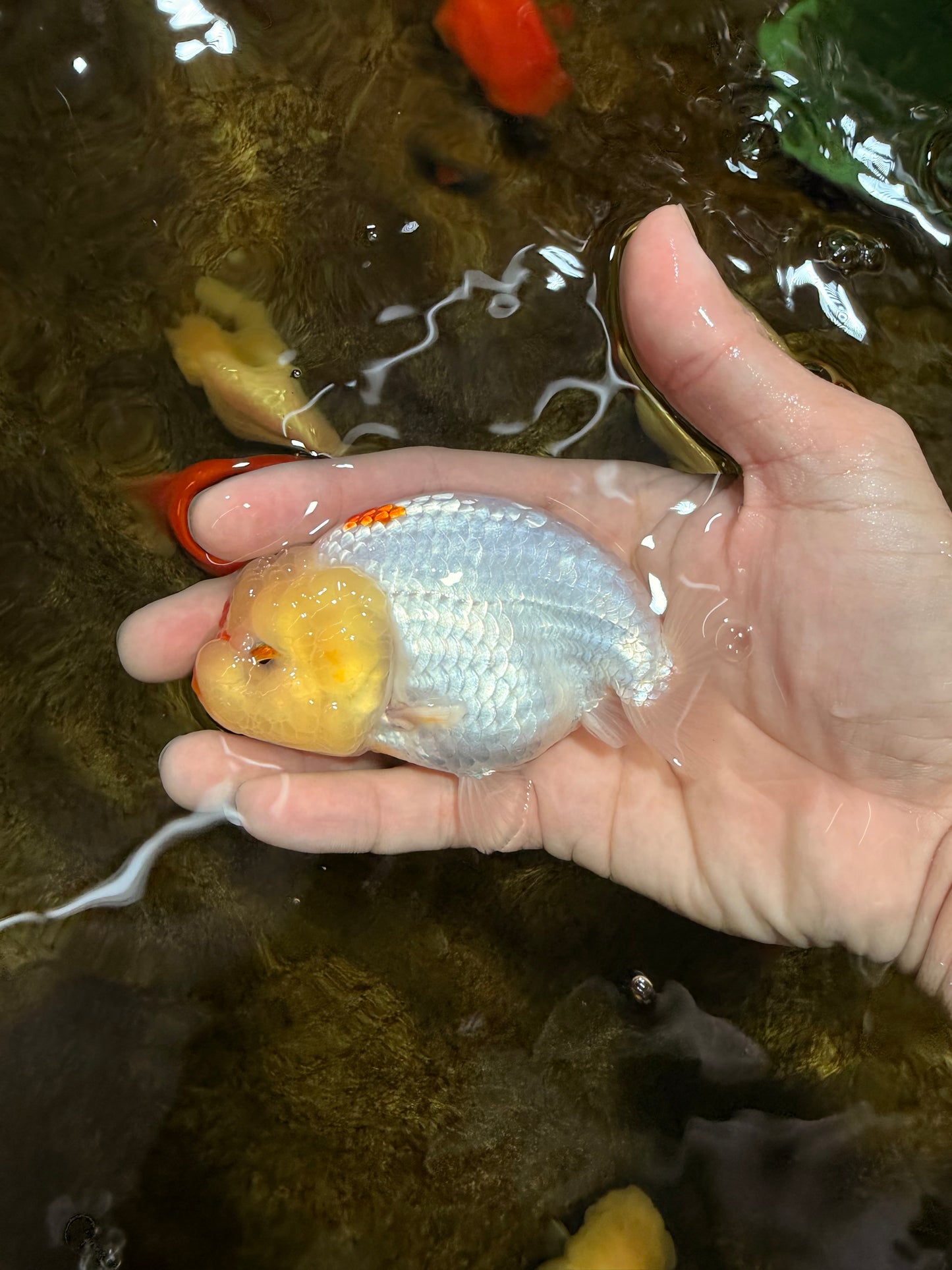 A Grade Red White LionQueen 4 inches #103125LC_21