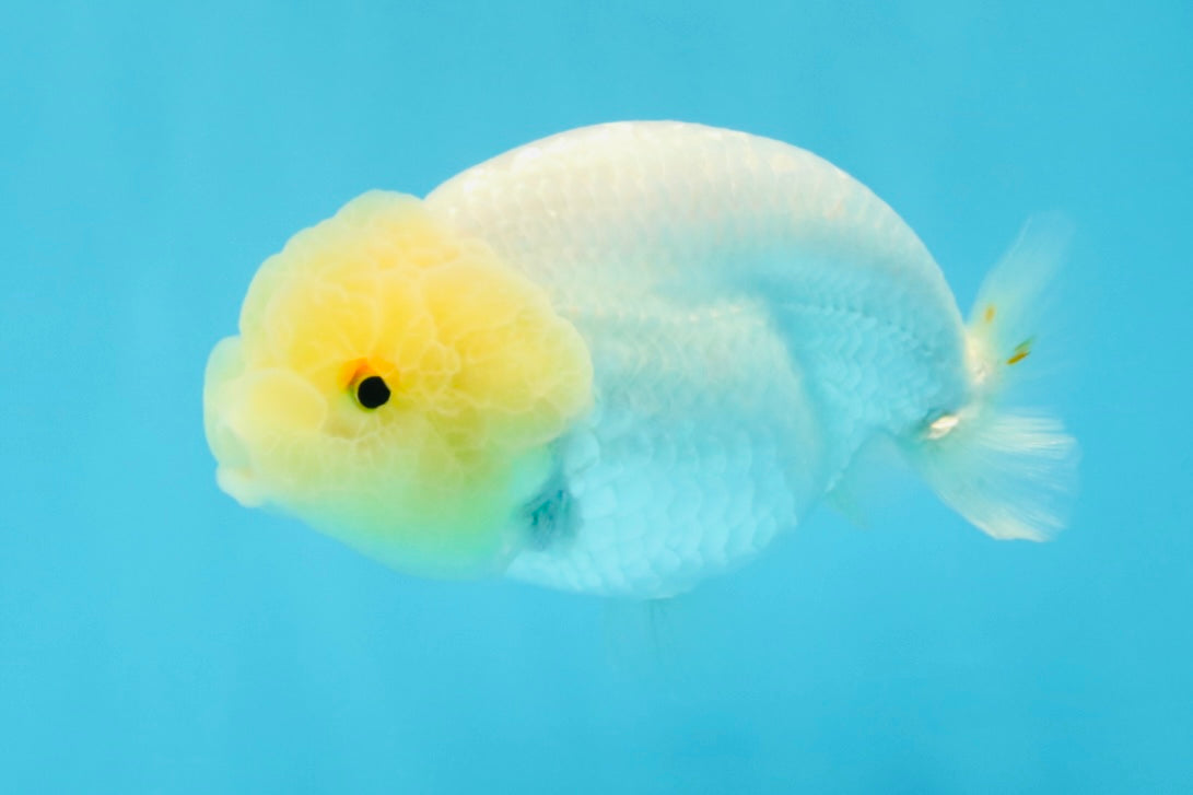 A Grade White LionQueen 4-4.5 inches #032726LC_20