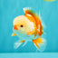 A Grade Red White Oranda Male 5.5 inches #071726OR_30