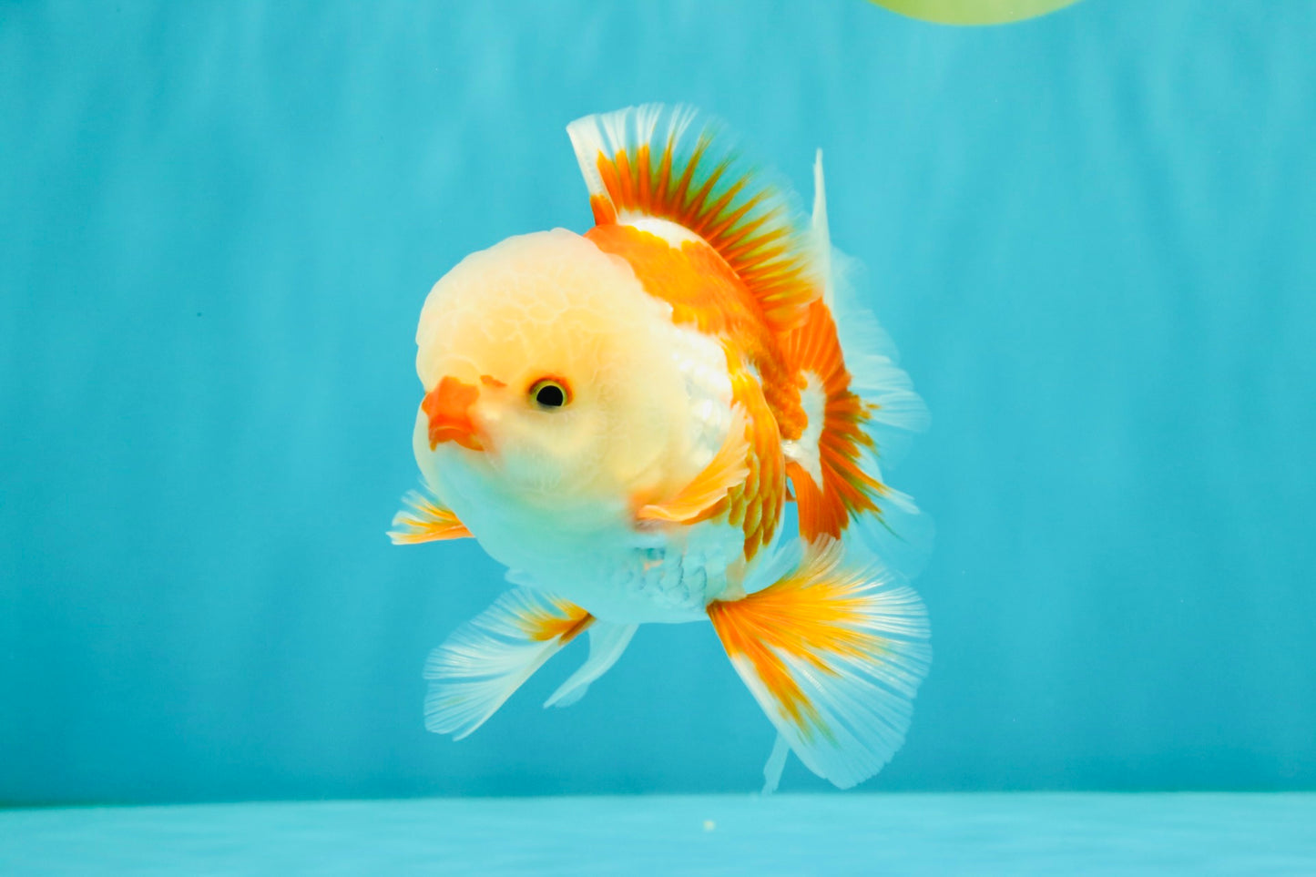 A Grade Red White Oranda Male 5.5 inches #071726OR_30