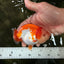 A Grade Red White LionQueen 4 inches #070326LC_29