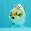 SUPER CUTE AAA Grade Egg White Tiger LionQueen 4-4.5 inches #071726LC_08