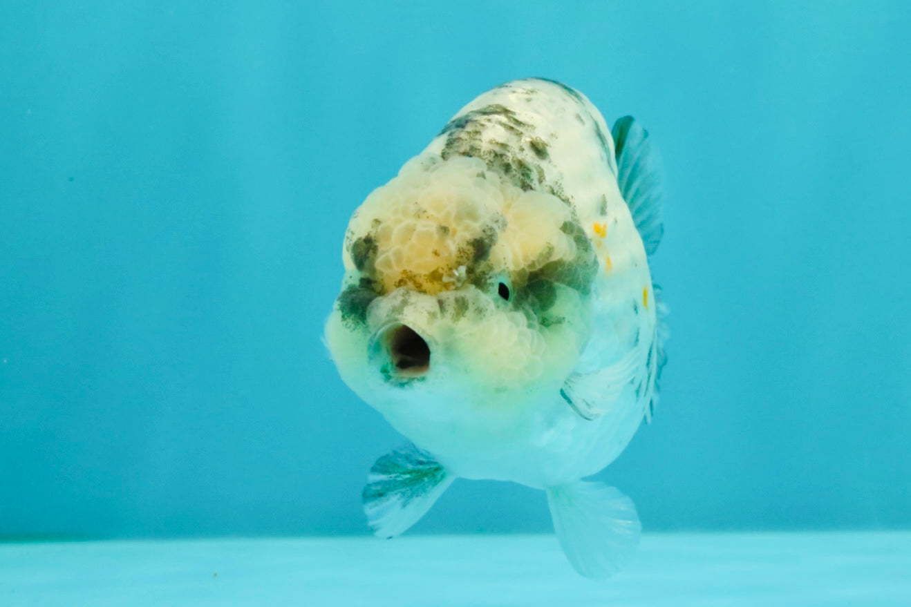 SUPER CUTE AAA Grade Egg White Tiger LionQueen 4-4.5 inches #071726LC_08