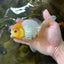 A Grade Lemonhead Button Eyes Oranda Male 5-5.5 inches #082225OR_21