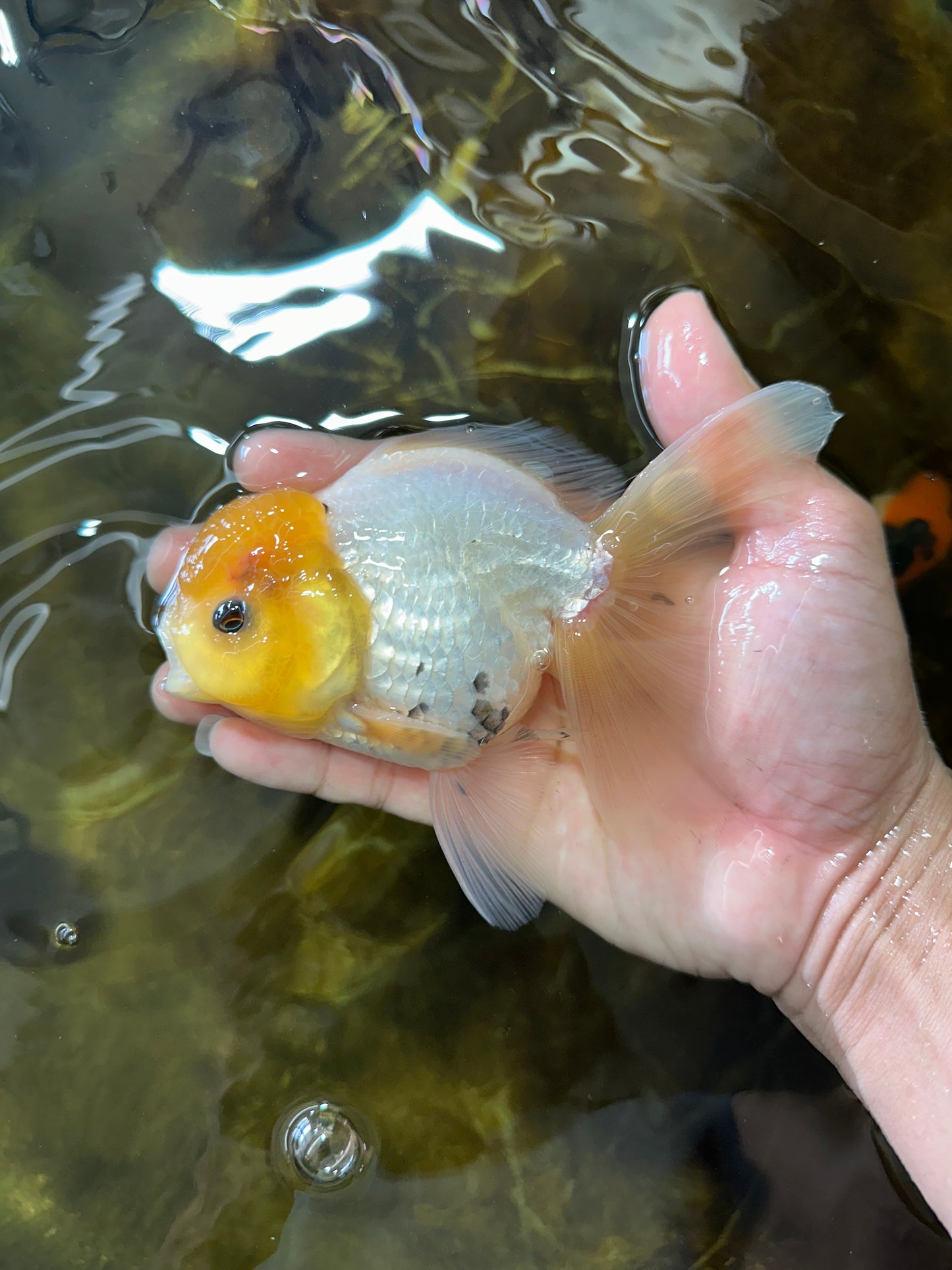 A Grade Lemonhead Button Eyes Oranda Male 5-5.5 inches #082225OR_21