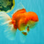 AAA Grade Super Red White Oranda Male 7.5-8 inches #061926OR_03