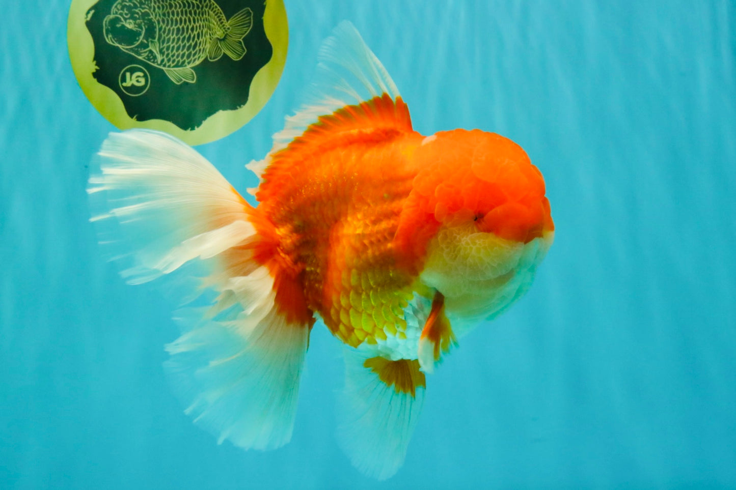 AAA Grade Super Red White Oranda Male 7.5-8 inches #061926OR_03