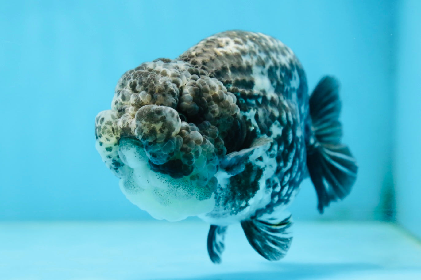 AAA Grade White Tiger LionQueen 5-5.5 inches #081525LC_04