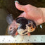 A Grade Panda Button Eyes Oranda Female 5 inches #081525OR_19