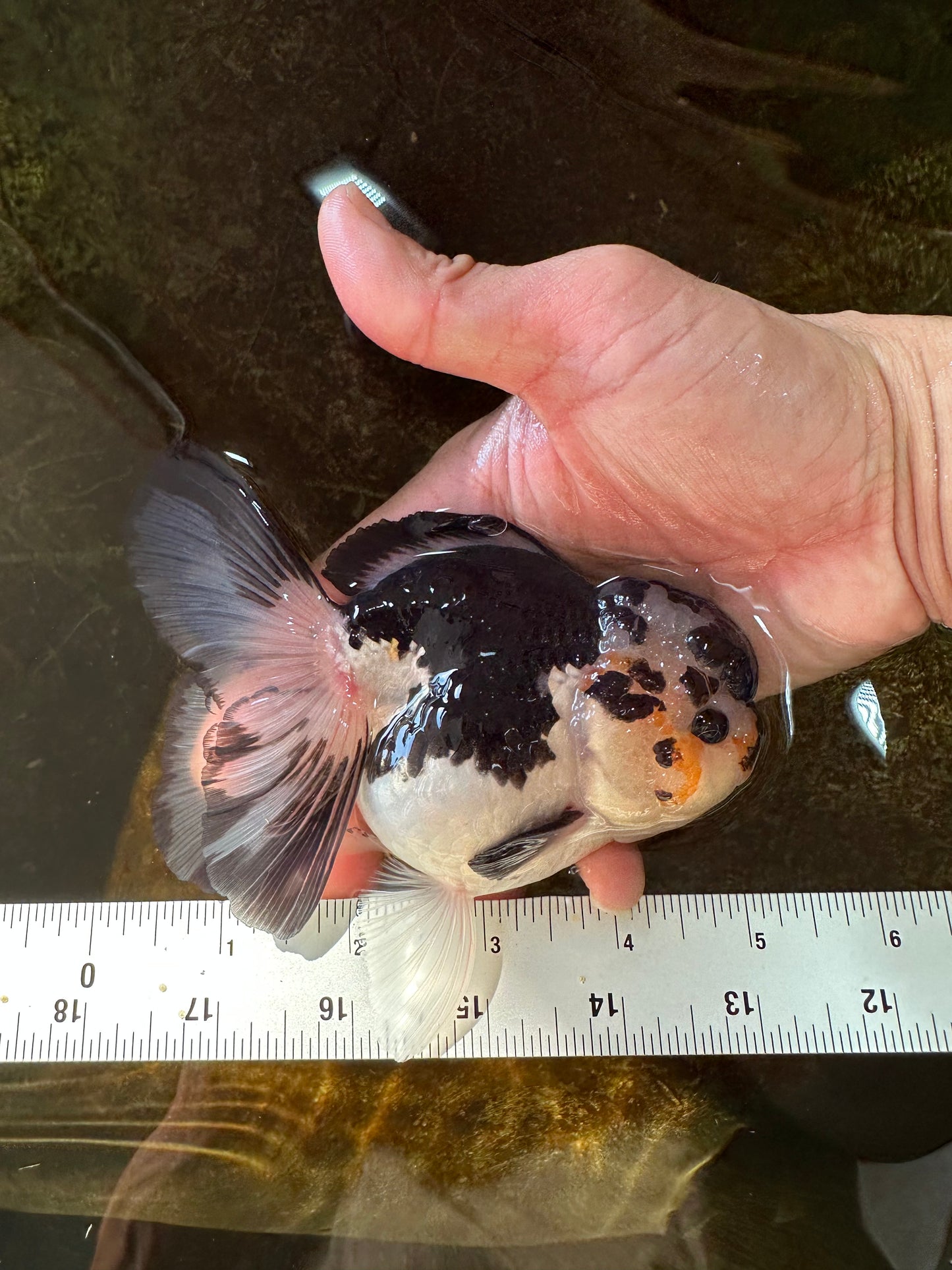 A Grade Panda Button Eyes Oranda Female 5 inches #081525OR_19