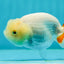 👶 Cute Baby Lemonhead Lionchu Female 3.5-4 inches #0216LC_14