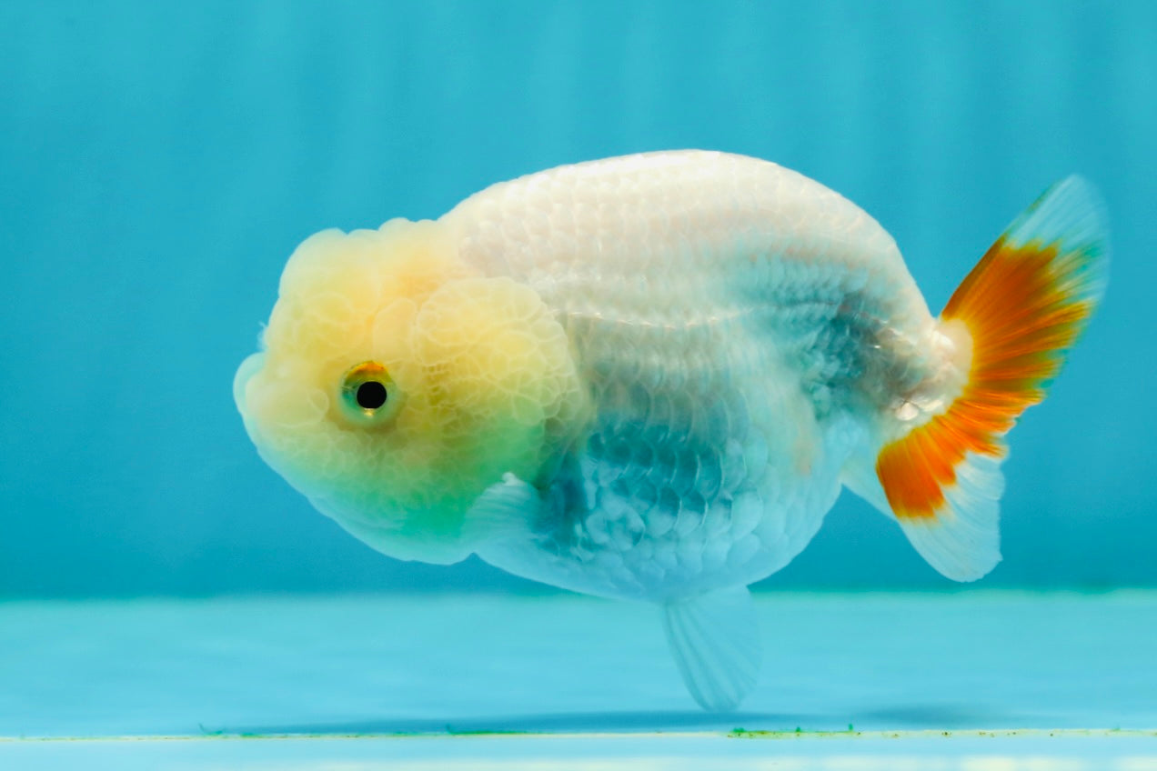 👶 Cute Baby Lemonhead Lionchu Female 3.5-4 inches #0216LC_14