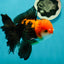 A Grade Apache (Black Red) Tricolor Oranda Male 5 inches #110824OR_10