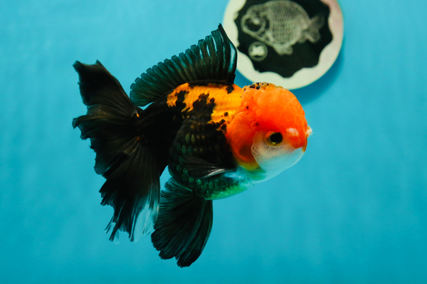 A Grade Apache (Black Red) Tricolor Oranda Male 5 inches #110824OR_10