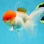 AAA Grade Red Cap Oranda Male 4.5-5 inches #050925OR_38