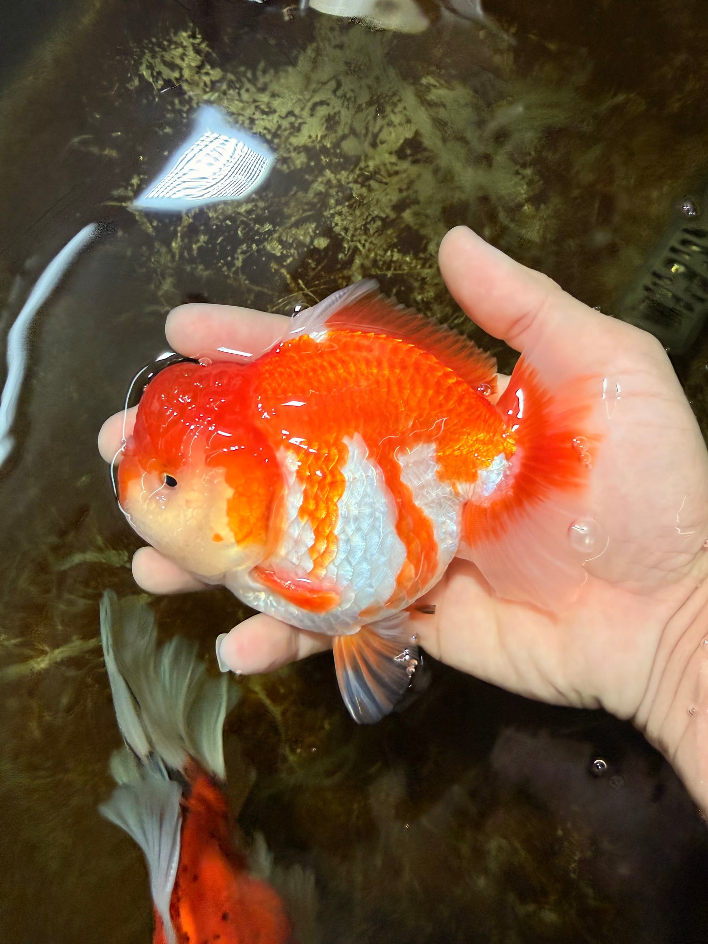 BIG WEN A Grade Red White Yuanbao Male 5 inches #110725YB_09