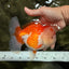 A Grade Red White Oranda Male 6 inches #081426OR_10