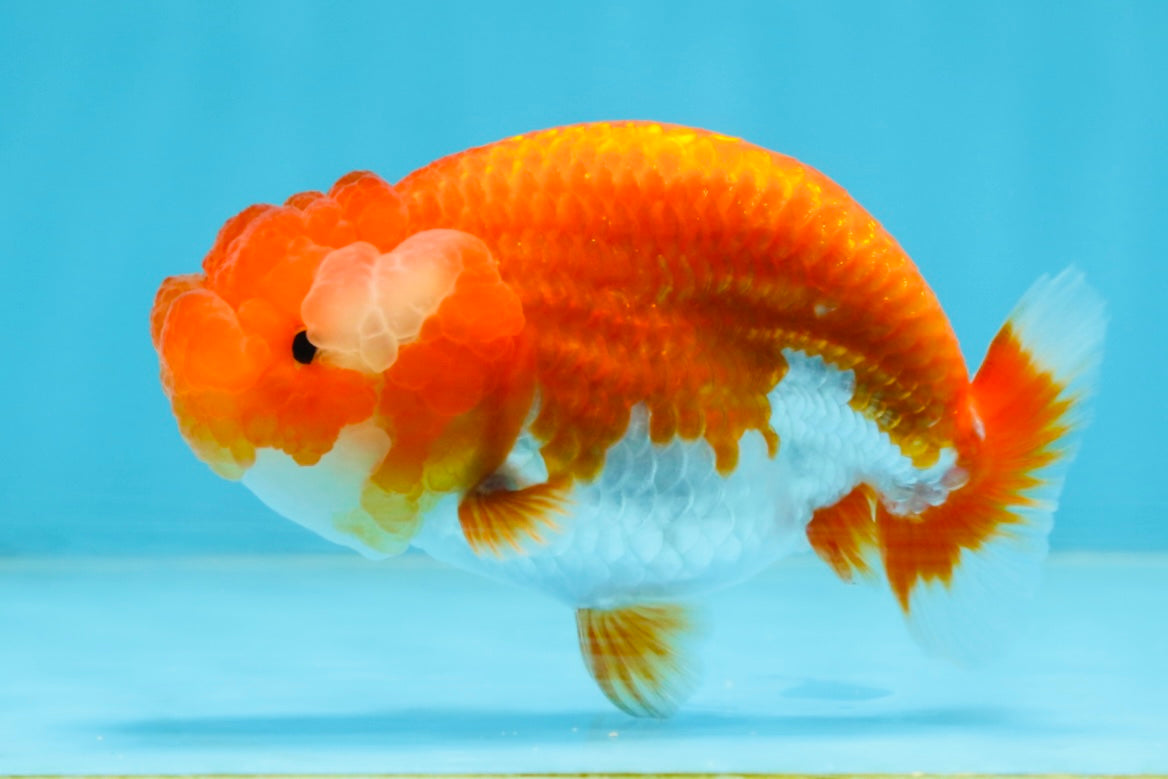 A Grade Red White LionQueen 4 inches #102425LC_09